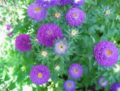 pourpre China Aster