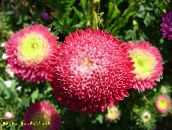 photo les fleurs du jardin China Aster, Callistephus chinensis rouge