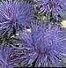 fotografie Záhradné kvety China Aster, Callistephus chinensis modrá
