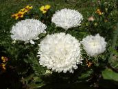 фото Садовые цветы Астра однолетняя (Каллистефус), Callistephus chinensis белый