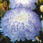 fotoğraf Bahçe çiçekleri Çin Aster, Callistephus chinensis açık mavi