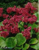 фото Садовые цветы Бадан, Bergenia красный