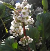 foto I fiori da giardino Bergenia bianco