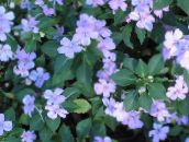 foto I fiori da giardino Impianto Di Pazienza, Balsamo, Gioiello Erbaccia, Lizzie Occupato, Impatiens azzurro