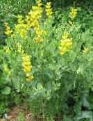 снимка Градински цветове Невярна Индиго, Baptisia жълт