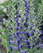 fotografie Záhradné kvety False Indigo, Baptisia modrá