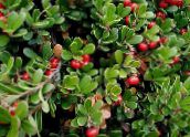 fotoğraf Bahçe çiçekleri Bearberry, Kinnikinnick, Manzanita, Arctostaphylos uva-ursi kırmızı