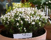 foto Vrtne Cvjetovi Planinski Vrijesak, Phyllodoce bijela