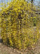 Θάμνος Με Κίτρινα Φυλλοειδή Άνθη