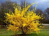 фото Садовые цветы Форзиция, Forsythia желтый