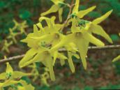 φωτογραφία Λουλούδια κήπου Θάμνος Με Κίτρινα Φυλλοειδή Άνθη, Forsythia κίτρινος