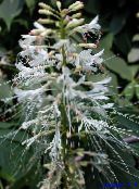 foto I fiori da giardino Photinia bianco