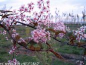 ροζ Κεράσι Πουλιών, Cherry Plum
