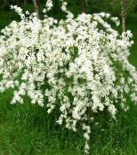 fotografie Záhradné kvety Perla Bush, Exochorda biely
