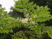 снимка Градински цветове Японски Ангелика Дърво, Aralia бял