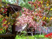 снимка Градински цветове Apple Декоративни, Malus розов