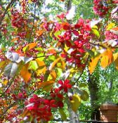 foto Flores de jardín Ornamental Manzana, Malus vinoso
