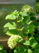 bilde Hage Blomster Glatt Hortensia, Vill Hortensia, Sevenbark, Hydrangea arborescens grønn