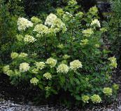 foto Dārza Ziedi Skara Hortenzijas, Koks Hortenzijas, Hydrangea paniculata zaļš