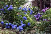 fotografie Zahradní květiny Obyčejný Hortenzie, Bigleaf Hortenzie, Francouzština Hortenzie, Hydrangea hortensis modrý