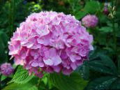 fénykép Kerti Virágok Közös Hortenzia, Bigleaf Hortenzia, Francia Hortenzia, Hydrangea hortensis rózsaszín