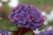 foto Flores de jardín Hortensias Común, Hortensia De Hoja Ancha, Hortensias Francés, Hydrangea hortensis púrpura