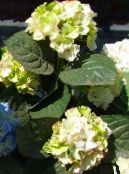 fénykép Kerti Virágok Közös Hortenzia, Bigleaf Hortenzia, Francia Hortenzia, Hydrangea hortensis zöld