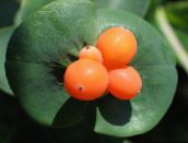 фотографија Баштенске Цветови Орлови Нокти, Lonicera caprifolium бео