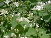 photo les fleurs du jardin Chèvrefeuille De Tartarie, Lonicera tatarica blanc
