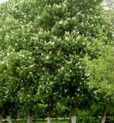 Ιπποκαστανιάς, Δέντρο Conker