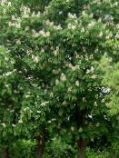 foto Gartenblumen Rosskastanie, Conker Baum, Aesculus hippocastanum weiß
