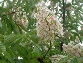 foto Flores do Jardim Castanha, Árvore Conker, Aesculus hippocastanum branco