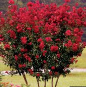 снимка Градински цветове Креп Мирта, Lagerstroemia indica червен