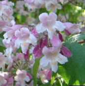 foto Trädgårdsblommor Skönhet Bär, Callicarpa rosa