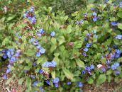 снимка Градински цветове Leadwort, Харди Синьо Графит, Ceratostigma син