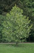 photo les fleurs du jardin Arbre De Colombe, Ghost Tree, Arbre Mouchoir, Davidia involucrata blanc