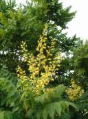 foto Vrtne Cvjetovi Zlatna Kiša Stabla, Panicled Goldenraintree, Koelreuteria paniculata žuta