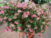 foto Flores de jardín Cape Malva, Anisodontea capensis rosa