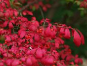balts Spindle Tree