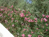 foto Gartenblumen Oleander, Nerium oleander rosa