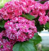 снимка Градински цветове Средата Земята Глог, Crataegus розов