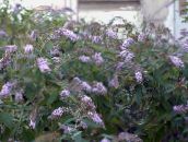 fotografie Zahradní květiny Motýl Bush, Letní Šeřík, Buddleia šeřík