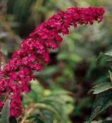 fotografie Zahradní květiny Motýl Bush, Letní Šeřík, Buddleia červená