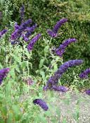 foto Have Blomster Sommerfugl Bush, Sommer Lilla, Buddleia mørkeblå
