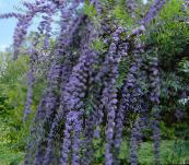 фото Садовые цветы Буддлея, Buddleia голубой