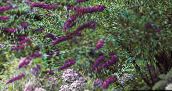 zdjęcie Ogrodowe Kwiaty Butterfly Bush, Latem Bzu, Buddleia purpurowy