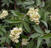 photo les fleurs du jardin Sureau, Sureau Rouge-Berried, Sambucus blanc