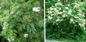 foto I fiori da giardino Anziano Comune, Sambuco A Bacca Rossa, Sambucus bianco