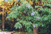 photo les fleurs du jardin Sureau, Sureau Rouge-Berried, Sambucus bleu ciel