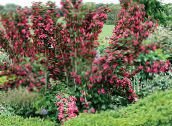 foto Gartenblumen Weigela rot